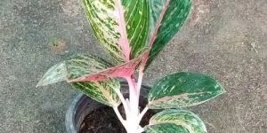 Aglaonema Green Plant