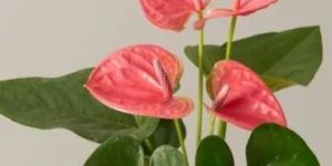 Anthurium Pink Plant