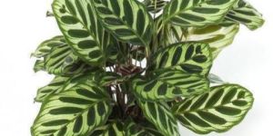 Calathea Plant