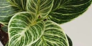 Philodendron Birkin Plant