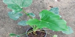 Philodendron Hope Plant