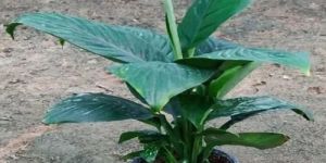Spathiphyllum Viscount Plant