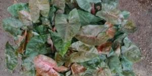 Syngonium Bronze Plant