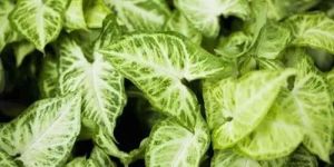 Syngonium White Arrow Plant