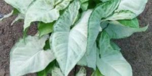 Syngonium White Butterfly Plant