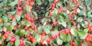 Plant Hmd Plant Nursery