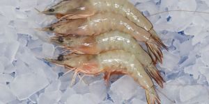 FROZEN HEAD ON SEA WHITE SHRIMP