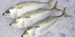 Frozen Indian Mackerel