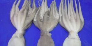 Frozen Octopus