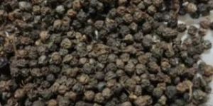Black Pepper Seeds