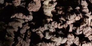 Dried Paris Polyphylla