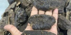 High Grade Agarwood Chips