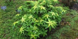 Paris Polyphylla Roots