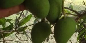 Banginapalli - grown on Organic fertilizers ,jeevamrutham