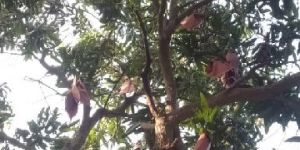 Mango Covers Tied , 150 Trees , 10 Acres