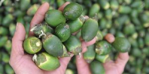 Fresh Betel Nuts