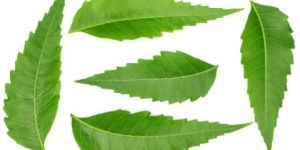 Neem Leaves