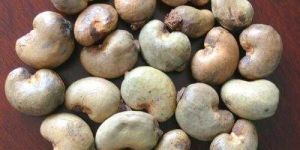 Raw Cashew Nuts