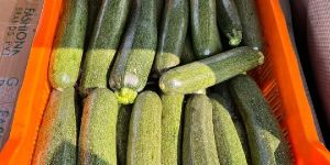 Green Zucchini