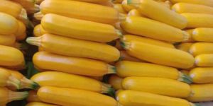 Yellow Zucchini