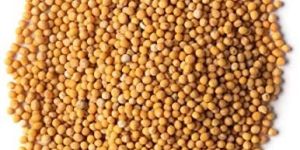 Yellow Mustard Seeds