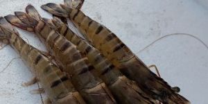 King Prawn Black Tiger