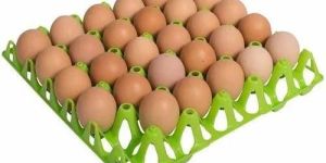 Green Plastic Egg Tray