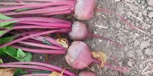 Fresh Beetroot
