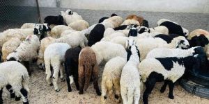 Marwari Sheep