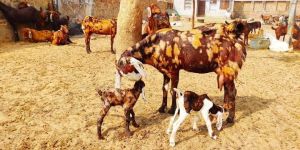 Both Sirohi Goat Kids