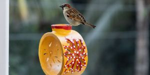 Wheel Throwing BirdFeeder and Home Stay