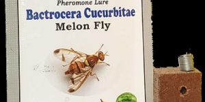 Melon Fly Pheromone Lure
