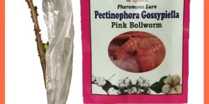 Pink bollworm pheromone trap & lure