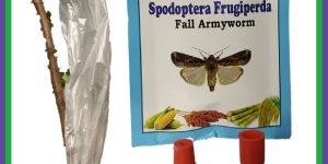 Spodopter Frugipreda- fall army worm pheromone Lure & funnel trap