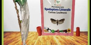 Spodoptera Littoralis - pheromone Lure & Funnel trap