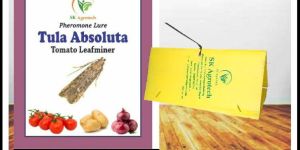 Tuta Absoluta- Tomato leaf Miner pheromone trap & Lure