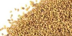Alfalfa Seeds