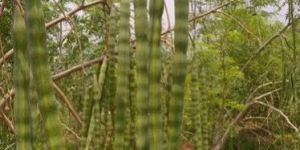 Bhagya KDM 1 Drumstick Seeds