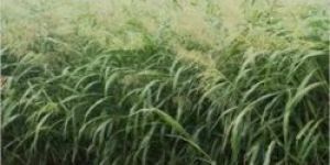 CSV 33 MF Fodder Seeds