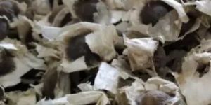 PKM2 Natural Moringa Seeds