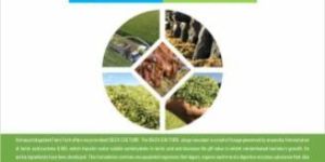 Silex Silage Culture