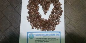 Subabul Seeds