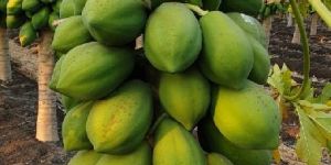 Papaya Plants