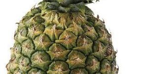 Fresh Pineapple