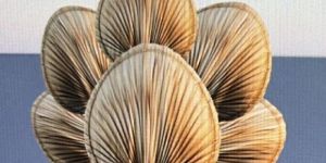 Dry Palm Leaf Arrangement