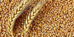 Wheat Grain