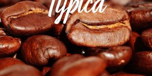 Typica Coffee Beans