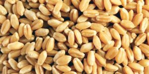 Wheat