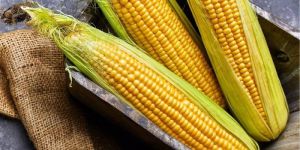 Yellow Corn