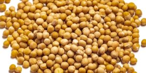 Yellow Mustard Seeds